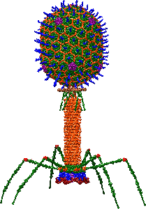 Bacteriophage illustration