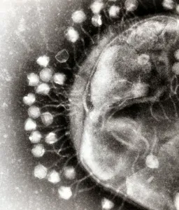 Microscope image of bacteriophages