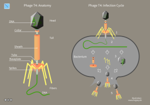 Bacteriophage scientific diagram